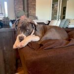 Xzibit Instagram - Meet “Ruff House” new addition to the family! He’s only 4 months old pure breed blue nose pit. He’s got so much personality! Look at them paws!! He’s gonna be a huge one. I don’t want to cut his ears or tail or none of that type of stuff, he’s good as he is. #Puppy #BigDog #Pitbull @tatiana.janayy