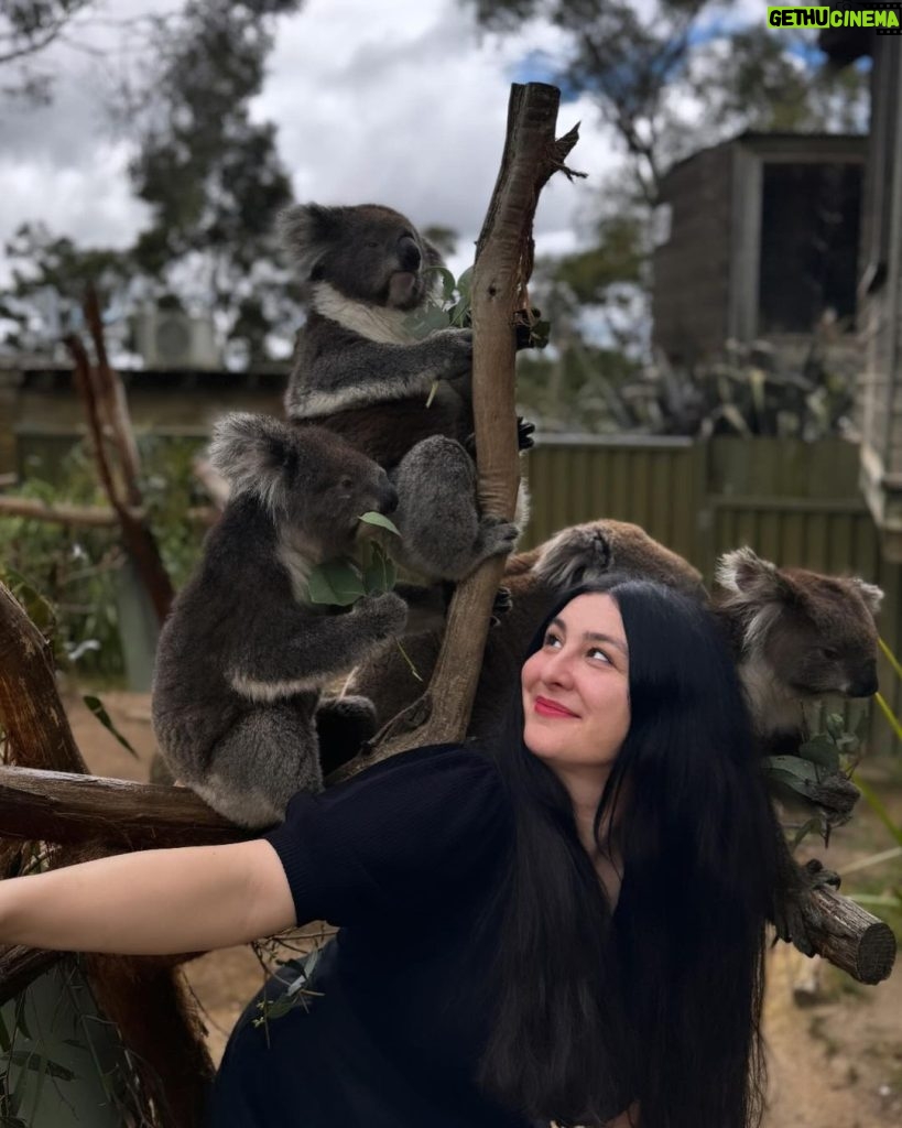 Yasemin Sakallıoğlu Instagram - Koala var, kanguru var. Her şey var bavullarım yok. Ama hayat yine de devam ediyo😂 Ballarat Wildlife Park