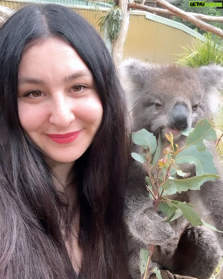 Yasemin Sakallıoğlu Instagram - Koala var, kanguru var. Her şey var bavullarım yok. Ama hayat yine de devam ediyo😂 Ballarat Wildlife Park