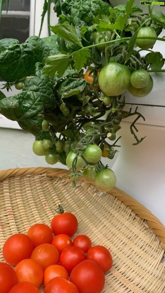 Zooey Deschanel Instagram - When your whole personality revolves around tomatoes. 👀 🍅 Who else loves tomato season as much as we do?!⁠ ⁠ #LettuceGrow⁠ ⁠ ⁠ ⁠ ⁠ ⁠ ⁠ ⁠ ⁠ #healthyeating #veggielover #farmstand #hydroponicgardening #hydroponicfarming #gardenharvest #hydroponicfarmer #growyourownfood #hydroponicfarmstand #lettucegrowfarmstand #farmstandnook #newgirl #newgirltomatoes #tomatoseason