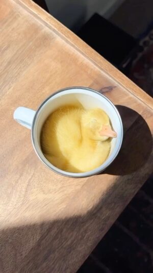 Zooey Deschanel Instagram - You’ve heard of puppy in a cup, but I give you… ducky in a mug.

Original Video: @ducks_in_space_