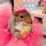 Zooey Deschanel Instagram – Is it weird that my fashion icon is a squirrel?

Original Video: @little_thumbelina_girl
