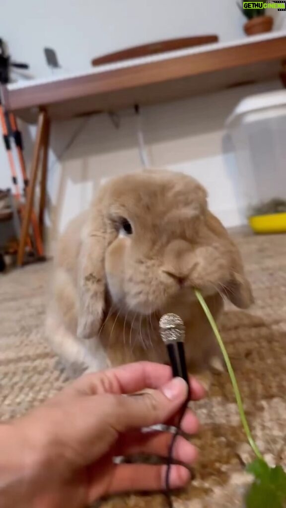 Zooey Deschanel Instagram - Blessing your feed with bunny asmr Original video: @hollandlopchris