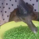 Zooey Deschanel Instagram - If this duck doesn’t scream Spooky Season, I don’t know what does Original video: @thesugarbee