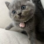 Zulin Aziz Instagram - Louie budak tak reti dok diam. Kan dah kena marah 😼