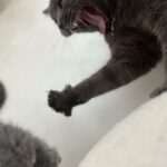 Zulin Aziz Instagram - Louie budak tak reti dok diam. Kan dah kena marah 😼