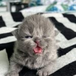 Zulin Aziz Instagram - Loko nak susu 😸