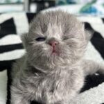 Zulin Aziz Instagram - Loko nak susu 😸