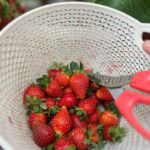 Zulin Aziz Instagram - Strawberry & Scones 😍 Cameron Highlands, Pahang, Malaysia