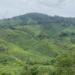 Zulin Aziz Instagram - Tak tau nak BOH caption apa🍃 Boh Teh Centre Cameron Highlands