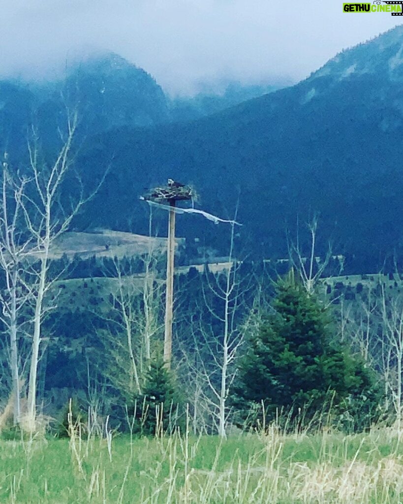 Aimee Garcia Instagram - Bison, bald eagles, horses, lakes, mountains & beavers?! Montana you are stunning 💥🐴🦅 PS. Yes I rolled up the window faster than you can say “french fries” 🙄