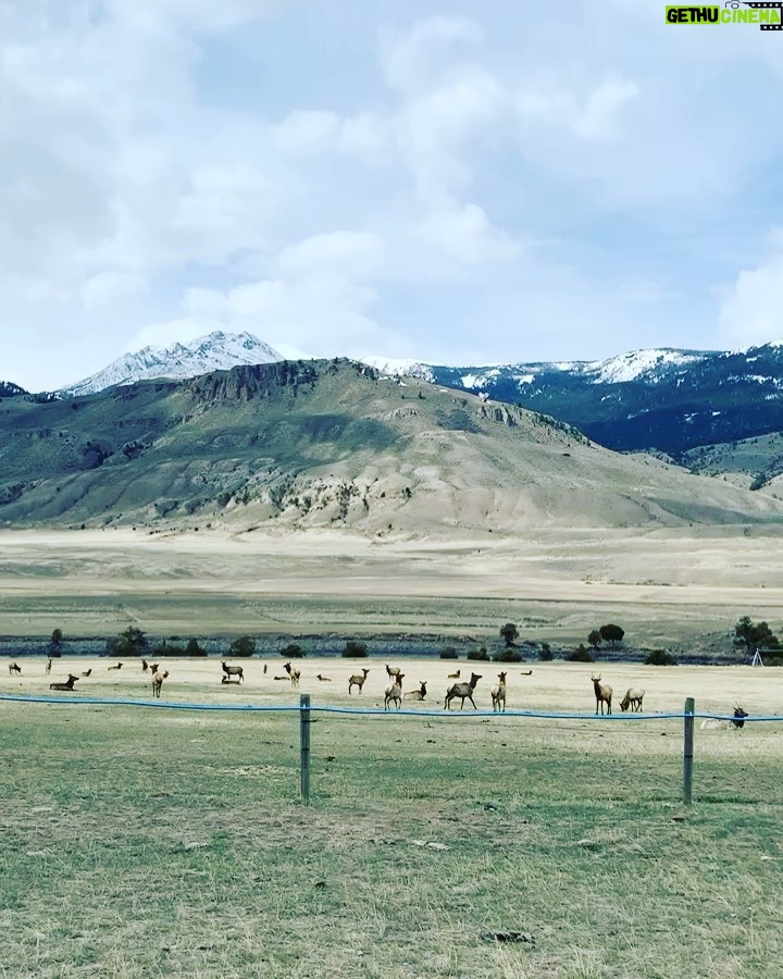 Aimee Garcia Instagram - Bison, bald eagles, horses, lakes, mountains & beavers?! Montana you are stunning 💥🐴🦅 PS. Yes I rolled up the window faster than you can say “french fries” 🙄