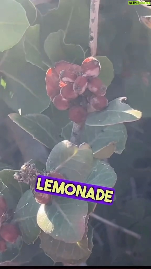 Alexis Nikole Nelson Instagram - FREE LEMONADE ft. @chaoticforager who happened to be in LA at the same time!! Malibu, California