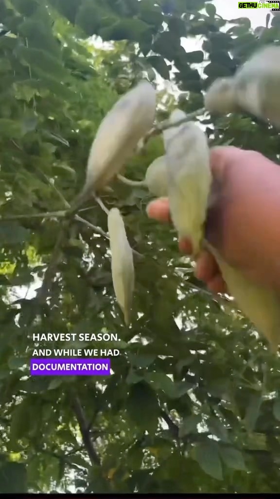 Alexis Nikole Nelson Instagram - A lil chat about the future (and past and present) of food, ft the big boi beans of Kentucky Coffee Tree! @foragerchef’s blog post on them is SUCH a good read!! Thanks for bringing this new old food to so many of us, Alan!! Columbus, Ohio