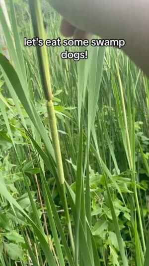 Alexis Nikole Nelson Instagram - SWAMP DOGS - the immature male cattail flowers! You’ve met the FORBIDDEN GLIZZY, so I guess that makes this… the… BIDDEN GLIZZY?? 🌝🌭
I love how so much of cattails taste like CORN 🌽