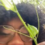 Alexis Nikole Nelson Instagram - FREE WEIRD PICKLES!! Marthas Vineyard