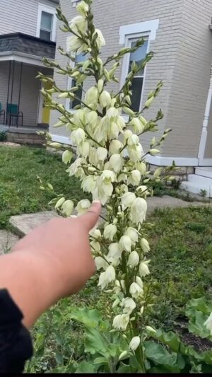 Alexis Nikole Nelson Instagram - YUCCA (not YUCA aka Cassava!) FLOWER TIME