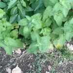 Alexis Nikole Nelson Instagram - CATNIP! Nepeta cataria! 😻