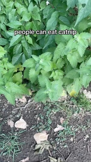 Alexis Nikole Nelson Instagram - CATNIP! Nepeta cataria! 😻