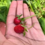 Alexis Nikole Nelson Instagram - MOCK STRAWBERRY (Potentilla indica) VS REAL STRAWBERRY (Fragaria sp.) 🍓