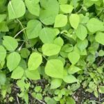 Alexis Nikole Nelson Instagram - MOUSE BEANS aka amphicarpaea bracteata!! And a lil side of history having to do with its common name! (Eternal shoutout to @linda.black.elk and also to @jongraz for his GENIUS brain that put mouse beans and FOOTLOOSE together 🤣)