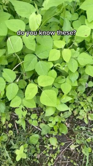 Alexis Nikole Nelson Instagram - MOUSE BEANS aka amphicarpaea bracteata!! And a lil side of history having to do with its common name!
(Eternal shoutout to @linda.black.elk and also to @jongraz for his GENIUS brain that put mouse beans and FOOTLOOSE together 🤣)