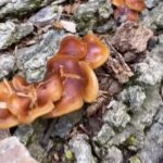 Alexis Nikole Nelson Instagram - Enoki (flammulina veluptipes) is usually a winter mushroom for us, but the weather has been KINDA BROKEN so???? 😅