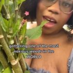 Alexis Nikole Nelson Instagram - EAT YOU WEEDS: ASMR EDITION 🤣 Reynoutria japonica, more commonly known as Japanese Knotweed is a VORACIOUS and TENACIOUS dude, who is famously hard to get rid of once they’re comfy. They have a tendency to choke out native species along our creeks here in Cbus, so I make a point of harvesting all I see when I come across stands of it! Some loving warnings! If you gather knotweed, be careful not to drop any, as it could start a new plant! Also if you’re going to toss any after cooking, make sure it’s been thoroughly cooks before throwing it away (for the same reason!! They’re tough guys!)