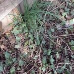 Alexis Nikole Nelson Instagram - A break from April Fool’s posts to show you how to make FREE ONION POWDER with Allium vineale! IN SONG!