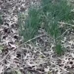 Alexis Nikole Nelson Instagram - ALLIUM VINALE aka CROWS GARLIC aka FIELD GARLIC 🧄 delish and FREE AND DOESNT TAKE AS LONG TO REACH MATURITY AS RAMPS! Dry it and grind it for free onion powder!! Chop and top your ramen with it! Eat it straight off the ground like a sweet lil cow!