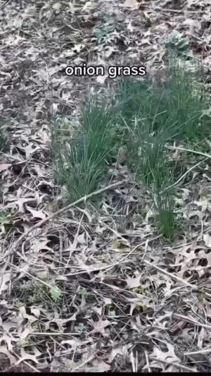 Alexis Nikole Nelson Instagram - ALLIUM VINALE aka CROWS GARLIC aka FIELD GARLIC 🧄 delish and FREE AND DOESNT TAKE AS LONG TO REACH MATURITY AS RAMPS!
Dry it and grind it for free onion powder!! Chop and top your ramen with it! Eat it straight off the ground like a sweet lil cow!