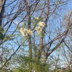 Alexis Nikole Nelson Instagram - BLACK LOCUST FLOWERS ft. MY MOM 💕✨ We took a quick jaunt down to ATL to see my sister perform, so you KNOW I had to take advantage of how far ahead they are, plantwise!! Black locust and wisteria ERRYWHERE! (Also POLLEN EVERYWHERE 🤧) I think it’s amazing how this tree from my neck of the woods has become recognized globally. But with flowers that look, smell, and taste like that… it makes sense!! MIND THE THORNS, SWEET BEANS 💕✨ Lawrenceville, Georgia
