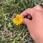 Alexis Nikole Nelson Instagram - Dandelion fritters (ft. PushPop) A springtime fave!! 🌼