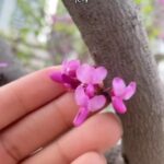 Alexis Nikole Nelson Instagram - I LOVE!! REDBUDS!! 💕✨ (this is what I’m up to in between @sxsw sessions 😅🤣)