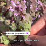 Alexis Nikole Nelson Instagram - PURPLE DEAD NETTLE 💜 “dead” as opposed to “live” ie STINGING nettle 😆 packing a punch of vitamins A and C and Iron and fiber all wrapped up in a cute lil package! I know it’s texture and flavor isn’t many people’s fave, but cooking it makes a BIG OL difference ✨💕🌱