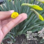 Alexis Nikole Nelson Instagram - DAFFODILS ARE A TUMMY NO-NO