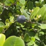 Alexis Nikole Nelson Instagram - I’m in Miami Beach for @foodiecon having the TIME OF MY LIFE meeting new friends, people and plant and animal!! I LOVE these cocoplums (also called “fat pork” in Barbados, Guyana, and Trinidad and Tobago), and I truly feel lucky to have gotten to try some. Shoutout to @sarrrr_bearrrr for trying one after I gave you SO LITTLE INFO 🤣 Folks in southern FL, costal Central America, and the Caribbean should mosey around and see if you find some growing near you! 💕