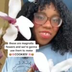 Alexis Nikole Nelson Instagram - MAGNOLIA SNAP COOKIES! ✨ A throwback because every year I miss posting this recipe in time for my friends in the southernmost parts of the US and last year I SET A REMINDER and IT WENT OFF TODAY 🤣 Saucer Magnolia is my fave for this recipe (and usually the easier to find in cities!) BUT Southern and Sweetbay are EXCELLENT in these as well!!