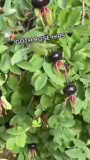 Alexis Nikole Nelson Instagram - While wandering through Helsinki I came across these AMAZING BLACK ROSE HIPS! They belong to the Burnet Rose (Rosa pimpinellifolia) and I LOVE THEM AND WANT TO MAKE JELLY WITH THEM