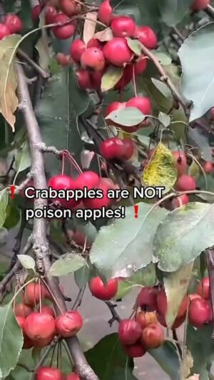 Alexis Nikole Nelson Instagram - My annual PSA 🤣🍎🍏 #crabapple