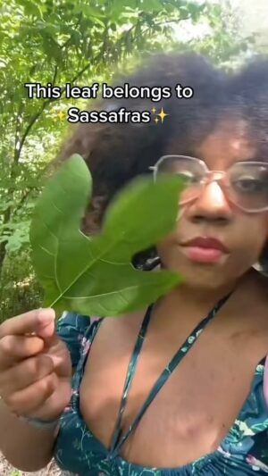 Alexis Nikole Nelson Instagram - THE SASSAFRAS SONG - for all of my OG root beer and filé fans 💖 also before folks yell about safrole, it breaks down when exposed to heat so LEMME HAVE MY SASSAFRAS TEA IN PEACE PLS 😆☕️