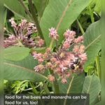 Alexis Nikole Nelson Instagram - Common Milkweed is one of my favorite early summer scents!! And there a lotta misinformation out there about milkweed’s edibility (likely stemming from folks who mistook its early shoots for poisonous lookalike Dogbane!), and while some milkweeds ARE tummy no-no’s (here’s looking at you Butterflyweed) several species are edible and have been food plants for thousands of years 💕 Oak Bluffs, Massachusetts
