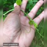 Alexis Nikole Nelson Instagram - GREENBRIER/SMILAX vines have edible new growth! One of my fave trail nibbles during late spring/early summer hikes, and I got to keep these guys from crowding the Beach Plum next to my mom’s house! Also isn’t my fam/aren’t my family friends cute? 💕💗💕💗 it feels so good to be back in a place that’s felt like home for so long! Martha's Vineyard