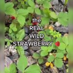 Alexis Nikole Nelson Instagram - I’m in Vermont and it’s WILD STRAWB TIME, so I thought to do this VERY HELPFUL PSA 😤😆🍓