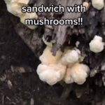 Alexis Nikole Nelson Instagram - Found some BEAUTIFUL Laetiporus cincinnatus (my FAVE Chicken of the Woods), and HAD to try knocking off that (in)famous chicken sandwich!! Columbus, Ohio