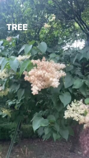 Alexis Nikole Nelson Instagram - TREE LILAC: THE LATE MAN’S LILAC 😆 (ft. Albino Squirrel)