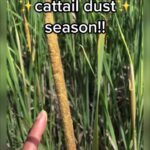 Alexis Nikole Nelson Instagram - Getting cattail pollen is all about TIMING (and your partner pulling the car over when you shout “CATTAIL POLLEN!!!!”) Columbus, Ohio