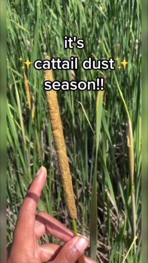 Alexis Nikole Nelson Instagram - Getting cattail pollen is all about TIMING (and your partner pulling the car over when you shout “CATTAIL POLLEN!!!!”)