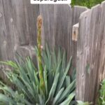 Alexis Nikole Nelson Instagram - Yucca is one of those plants I’ve had a connection with long before I knew it was edible. I reveled in the every-other-year blooming clockwork of the two yuccas outside of my family’s house in Massachusetts. I shared a silent celebration with them each year that they mustered up the energy to put on a show!! In college I learned of dished in Mexico and the southern us using Yucca blossoms, and the first time I tried them (in a pre-vegan!Alexis omelette) my socks were THOROUGHLY ROCKED. They carry the asparagus family signature earthy savoriness in the stalk and flowers, proving they’re more than a slo-mo firework of landscape interest, they’re a nourishing friend! I’m rocking my @bagtazo hat and @rodarte dress at le beginning if anyone wanted to know! Columbus, Ohio