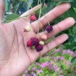 Alexis Nikole Nelson Instagram - ITS FINALLY TIME! Amelanchier species are truly a gift and I’m glad a bunch of landscapers agree 😆 it’s about to be handpie time! Columbus, Ohio